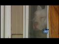 News video: 2 pit bulls enter Longview home, kill cat